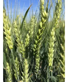 Seminte de Grau Aristat Ariesan C1, (40 kg) bob mare, rezistenta mare la iernare, Agrosem