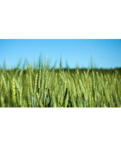 Seminte Triticale TRISMART C1, 35kg, Aristat, Tratat