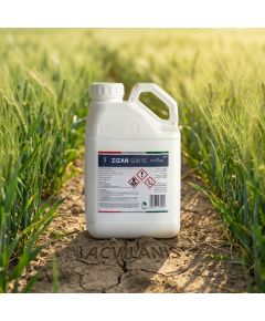 Zizan 500SC 5L fungicid contra Fainare grau, Rugina bruna, Septorioza, Fainarea cerealelor, Rugina, Patarea reticulara