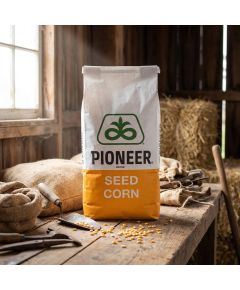 P9590 FAO 350 Seminte Porumb Pioneer Sticlos - Stoc NOU!