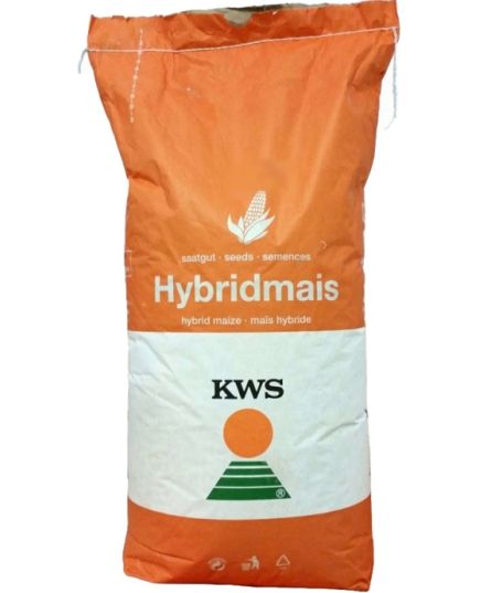 KWS Inteligens seminte de porumb, FAO 420, recomandat in partea sudica a tarii - Stoc NOU!, 2 image