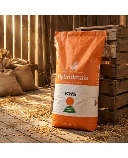 KWS Hypolito seminte porumb FAO 350, hibrid semitimpuriu exceptional la seceta si arsita - Stoc NOU!, 6 image