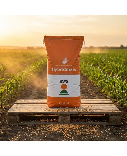 KWS Hypolito seminte porumb FAO 350, hibrid semitimpuriu exceptional la seceta si arsita - Stoc NOU!, 7 image