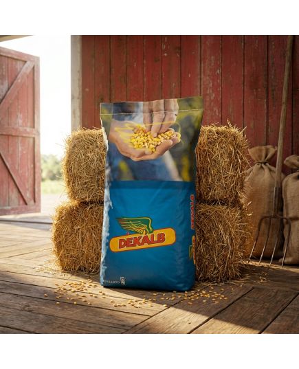 DKC 5075 Seminte Porumb Dekalb, hibrid semi-tardiv tratat cu Acceleron - Stoc NOU!, 6 image