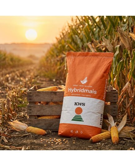 KWS Inteligens seminte de porumb, FAO 420, recomandat in partea sudica a tarii - Stoc NOU!, 8 image