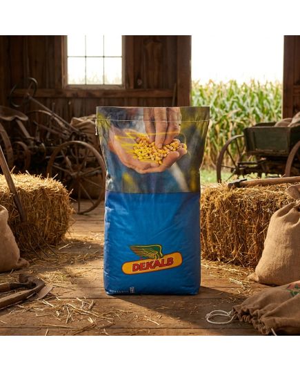 DKC 5075 Seminte Porumb Dekalb, hibrid semi-tardiv tratat cu Acceleron - Stoc NOU!, 7 image