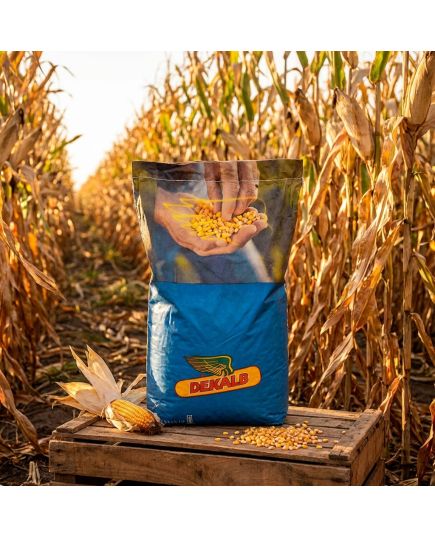 DKC 5075 Seminte Porumb Dekalb, hibrid semi-tardiv tratat cu Acceleron - Stoc NOU!, 9 image