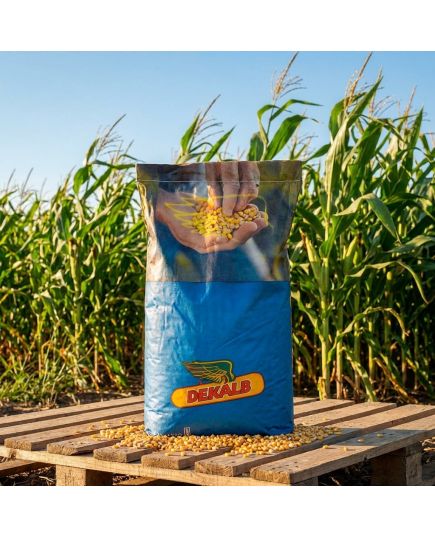 DKC 5075 Seminte Porumb Dekalb, hibrid semi-tardiv tratat cu Acceleron - Stoc NOU!, 3 image