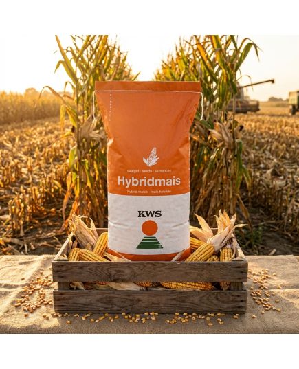 KWS Inteligens seminte de porumb, FAO 420, recomandat in partea sudica a tarii - Stoc NOU!, 3 image