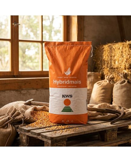 KWS Hypolito seminte porumb FAO 350, hibrid semitimpuriu exceptional la seceta si arsita - Stoc NOU!, 4 image