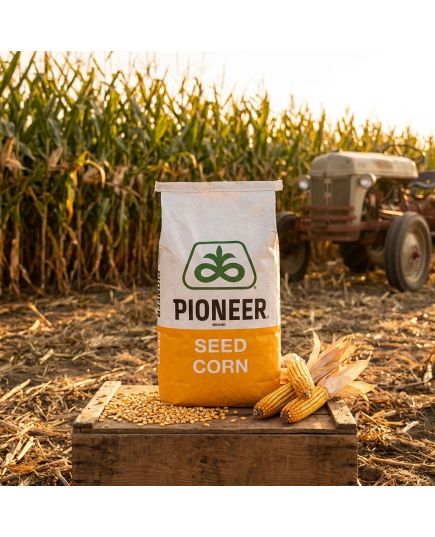 P9590 FAO 350 Seminte Porumb Pioneer Sticlos - Stoc NOU!, 7 image