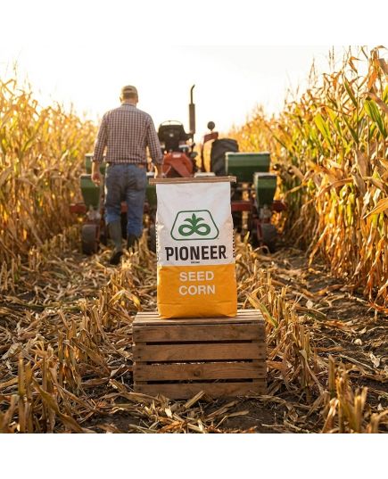 P9415 FAO 340 Seminte Porumb Pioneer Premium Aquamax - Stoc NOU!, Alege ambalajul dorit: Sac 80MB, 3 image