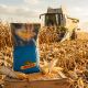 DKC 4231 Seminte Porumb Dekalb, hibrid timpuriu tratat cu Acceleron MR90 FAO 300-340 - Stoc NOU!