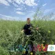 EXCITED Seminte Rapita Monsanto DKC netratata sac 1.5mln seminte - 3HA