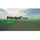Pachet Principal Forte 2400g + Vivolt 2.5L + Foliar 15Litri - erbicid complet pentru postemergenta la porumb 5Hectare, 2 image