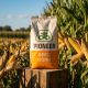 P9415 FAO 340 Seminte Porumb Pioneer Premium Aquamax - Stoc NOU!, Alege ambalajul dorit: Sac 80MB, 7 image