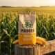 P9415 FAO 340 Seminte Porumb Pioneer Premium Aquamax - Stoc NOU!, Alege ambalajul dorit: Sac 80MB, 4 image